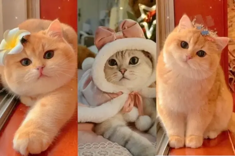 Dành cho iPhone: Hình nền mèo thần tài, thu hút tài lộc!