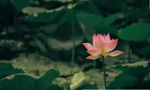 Dành riêng cho máy tính: Hình nền hoa sen với thiết kế Phật giáo và 4K chất lượng cao, mang lại sự bình yên và vẻ đẹp hoa sen tinh khôi.