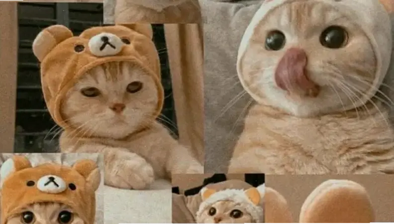 Điện thoại của bạn cần hình nền con mèo ngộ nghĩnh ngay!