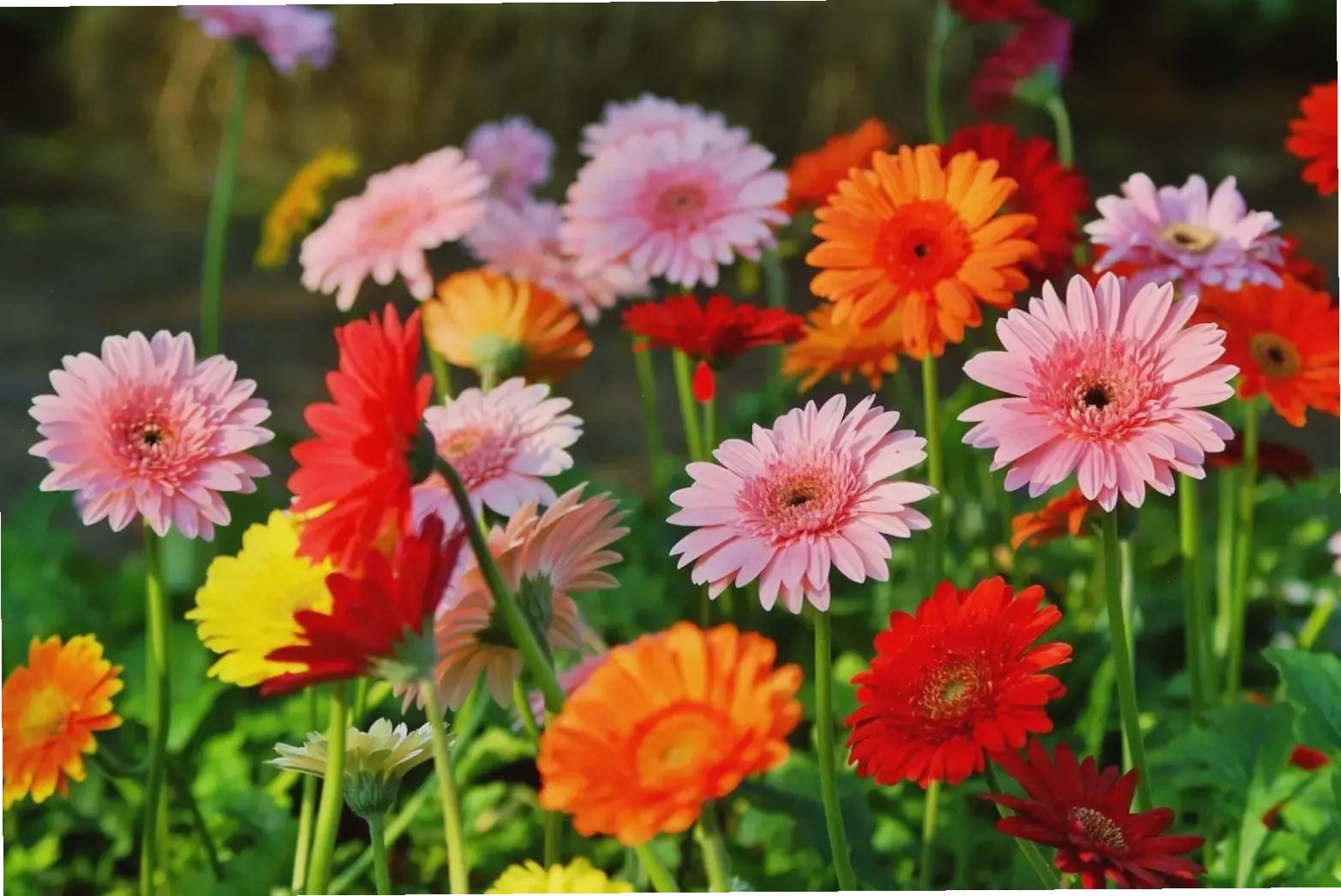 Gửi lời chúc mừng ý nghĩa qua hoa đồng tiền rực rỡ, biểu tượng của hạnh phúc và thành công.