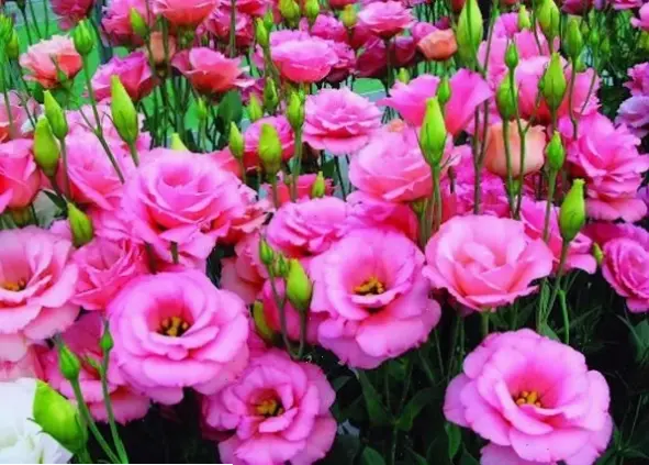 Hãy thử Hoa cát tường xanh tươi mát, giúp thư giãn và làm mới không gian với sắc màu tự nhiên.