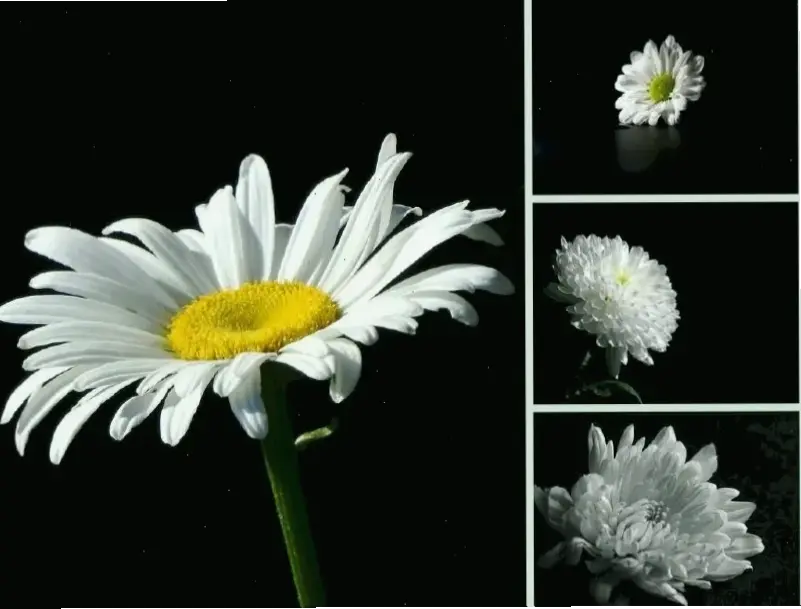 Hình ảnh cận cảnh hoa cúc anh, khám phá vẻ đẹp tinh tế và chi tiết của từng cánh hoa mỏng manh.