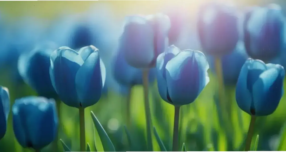 Hình ảnh cận cảnh tulip 4K sắc nét, khám phá vẻ đẹp chi tiết và mê hoặc của từng cánh hoa.