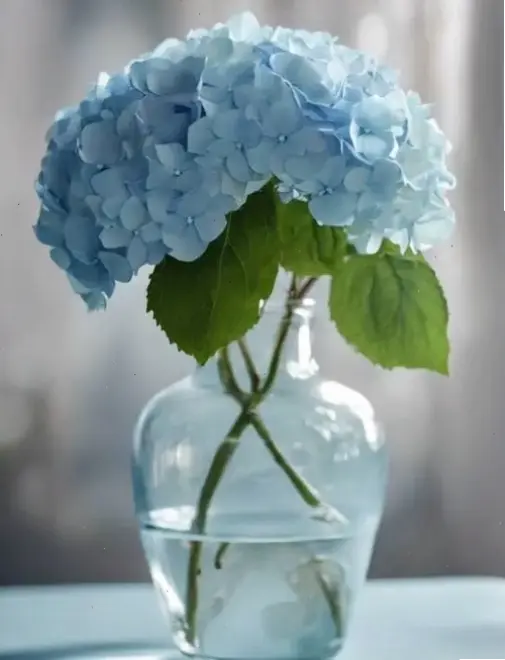 Hình ảnh hoa cẩm tú cầu lãng mạn cắm bình, lý tưởng cho những khoảnh khắc ngọt ngào và đầy cảm hứng.