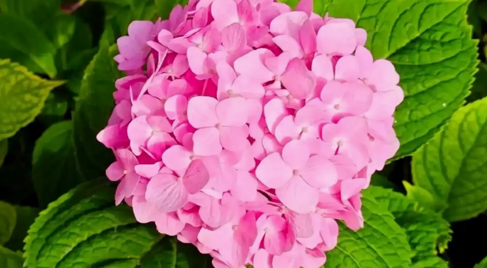 Hình ảnh hoa cẩm tú cầu lãng mạn, hoàn hảo cho những khoảnh khắc tình yêu ngọt ngào.