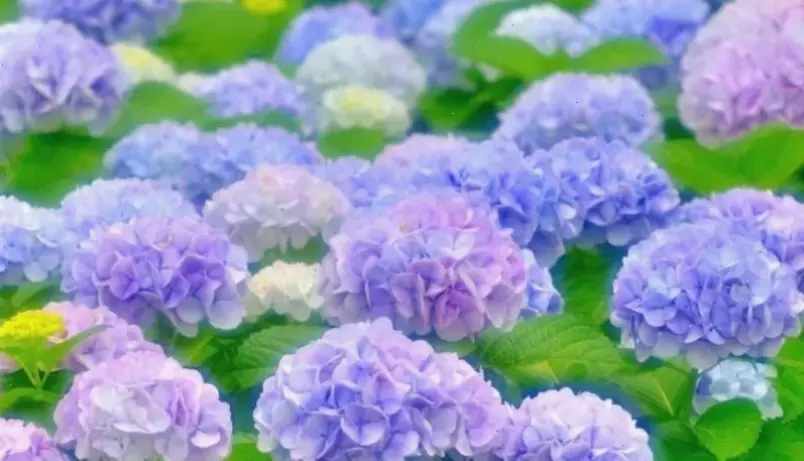 Hình ảnh hoa cẩm tú cầu lãng mạn, với màu sắc quyến rũ, giúp lưu giữ kỷ niệm cưới đầy cảm xúc và ngọt ngào, tạo nên câu chuyện tình yêu đẹp.