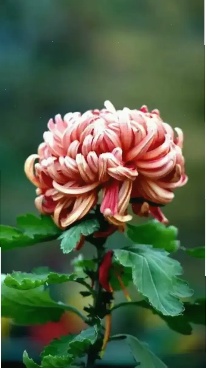 Hình ảnh hoa cúc rực rỡ sắc màu, làm sáng bừng không gian xung quanh bạn.