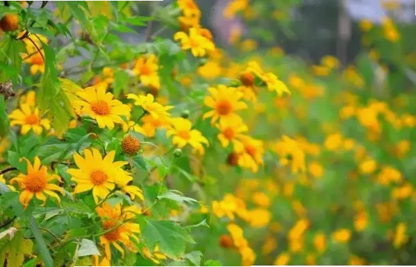 Hình ảnh hoa dã quỳ Đà Lạt rực rỡ, mời bạn khám phá vẻ đẹp thiên nhiên hùng vĩ của cao nguyên mộng mơ.