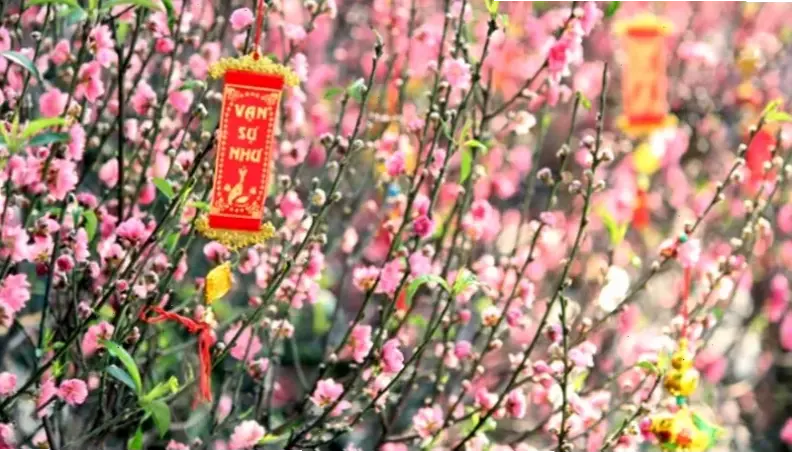 Hình ảnh hoa đào Nhật Tân rực rỡ, gửi lời chúc mừng năm mới an lành và hạnh phúc.