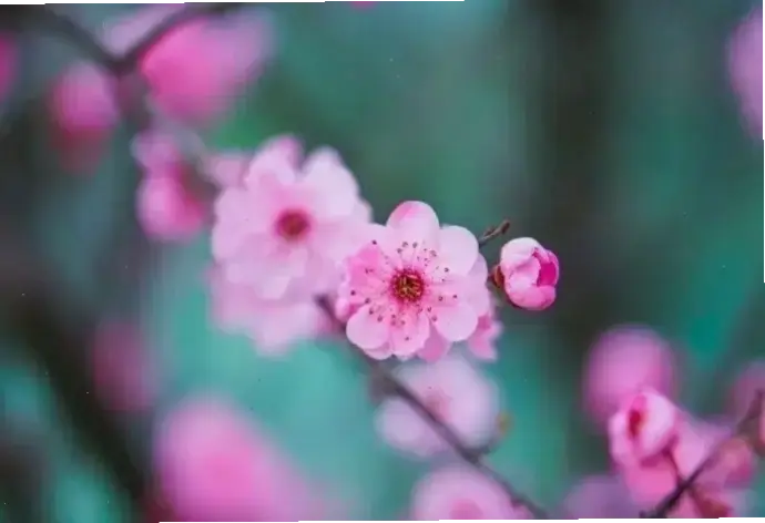 Hình ảnh hoa đỗ mai lãng mạn, hoàn hảo cho những khoảnh khắc tình yêu ngọt ngào và ấm áp.