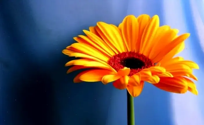 Hình ảnh hoa đồng tiền rực rỡ khiến bạn say đắm, với màu sắc sống động và sức hút bất tận.