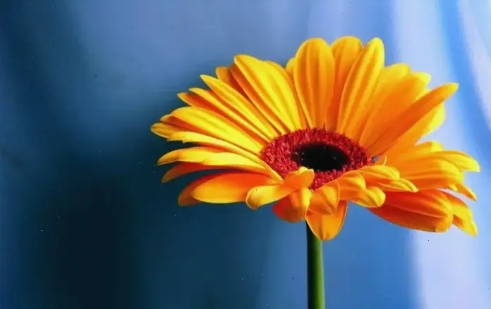 Hình ảnh hoa đồng tiền rực rỡ, mang năng lượng tích cực và vẻ đẹp mê hoặc, truyền cảm hứng mạnh mẽ!