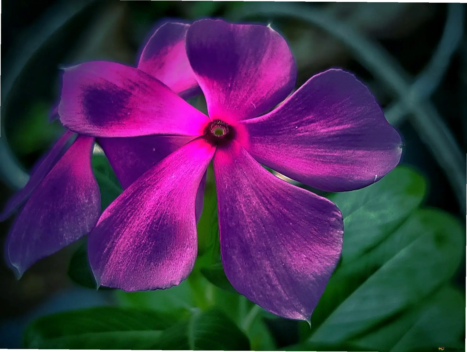 Hình ảnh hoa dừa cạn tươi sáng, lan tỏa năng lượng tích cực và màu sắc sống động, làm sáng bừng mọi không gian.