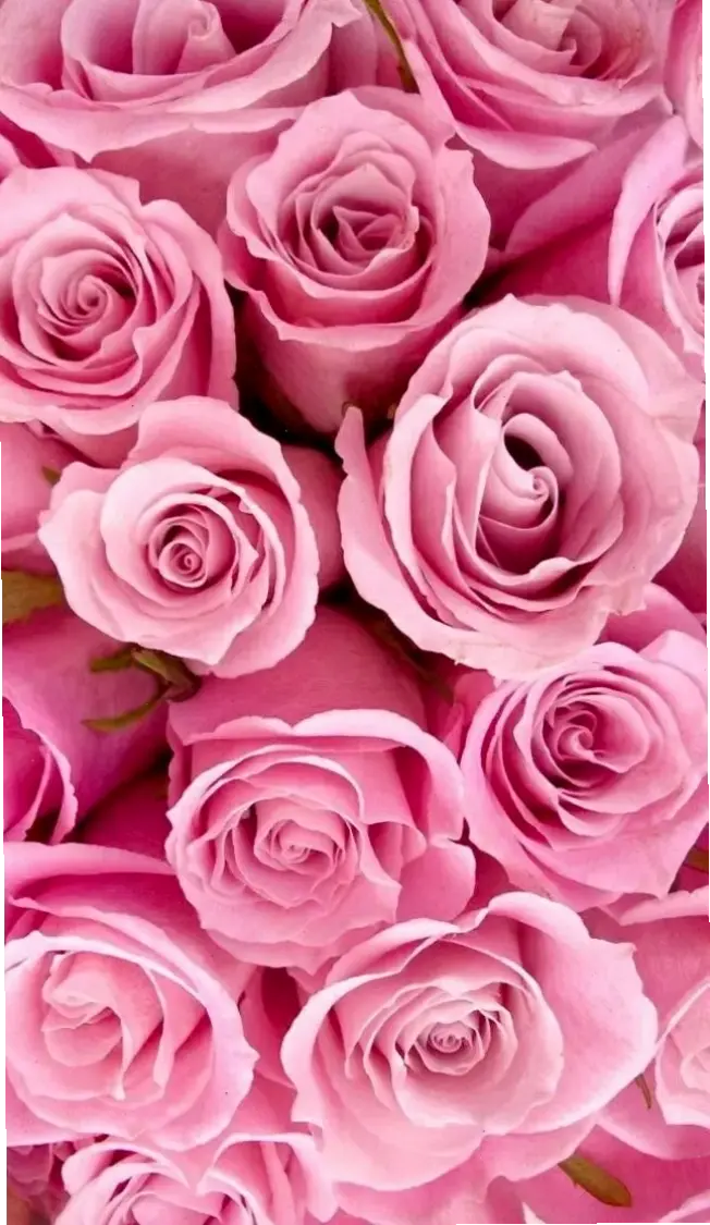 Hình ảnh hoa hồng lãng mạn nở rộ, tạo nên không gian tình yêu đầy mê hoặc.