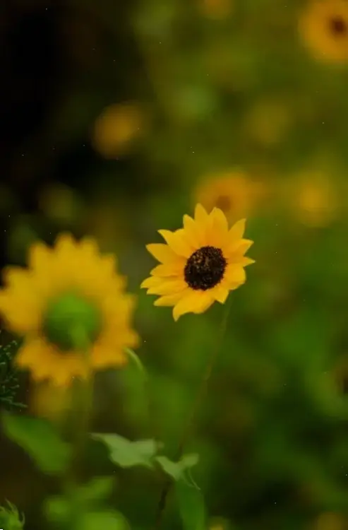 Hình ảnh hoa hướng dương 4K cận cảnh, chi tiết sắc nét đến từng cánh hoa, làm sống dậy vẻ đẹp tự nhiên hoàn hảo.