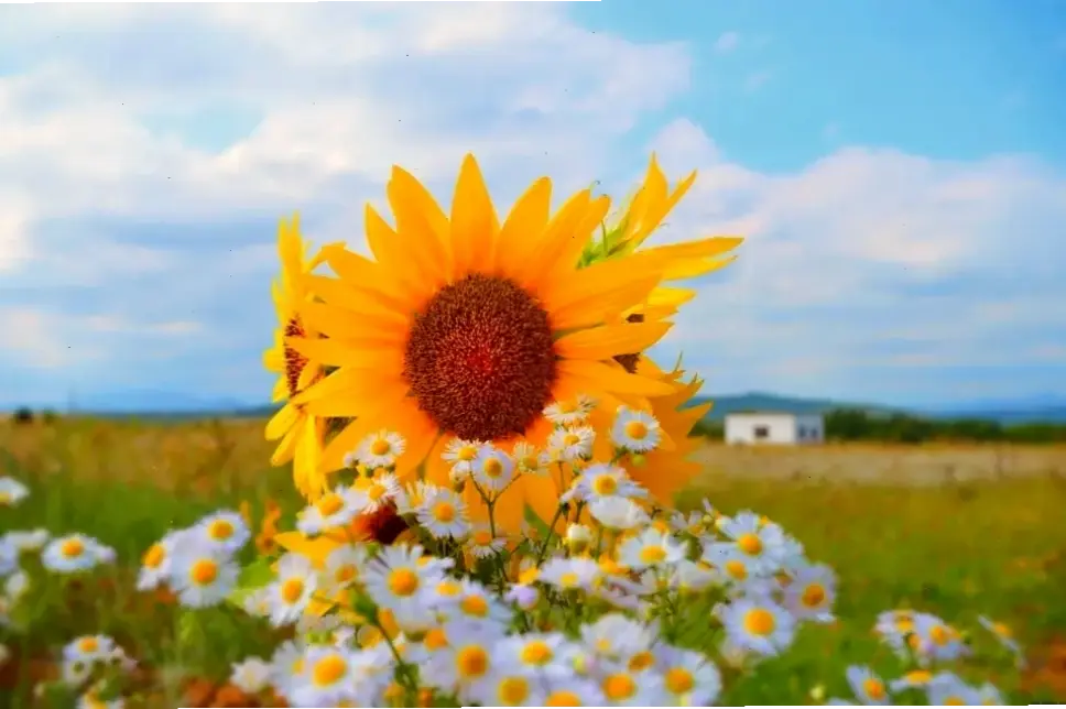 Hình ảnh hoa hướng dương vàng rực rỡ, lý tưởng để trang trí nhà cửa và sự kiện đặc biệt.