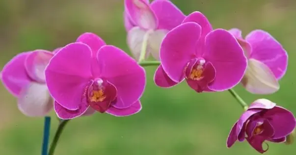 Hình ảnh hoa lan sang trọng cho Tết, thể hiện đẳng cấp và sự tinh tế, lý tưởng cho không gian đẳng cấp.