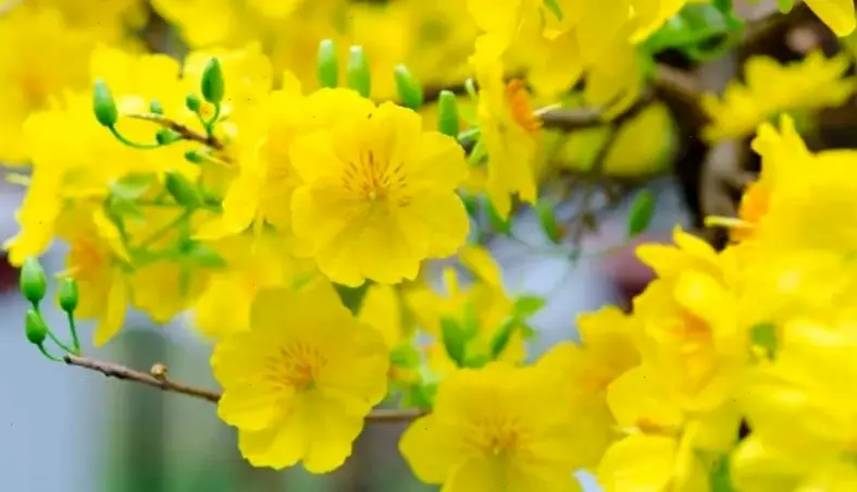 Hình ảnh hoa mai Tết rực rỡ, tượng trưng cho sự thịnh vượng và niềm vui, khởi đầu năm mới đầy màu sắc.