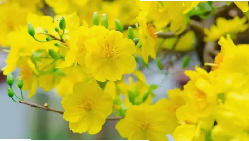 Hình ảnh hoa mai vàng nở rộ mang vẻ đẹp rực rỡ, tượng trưng cho sức sống mùa xuân tràn đầy năng lượng tươi mới.