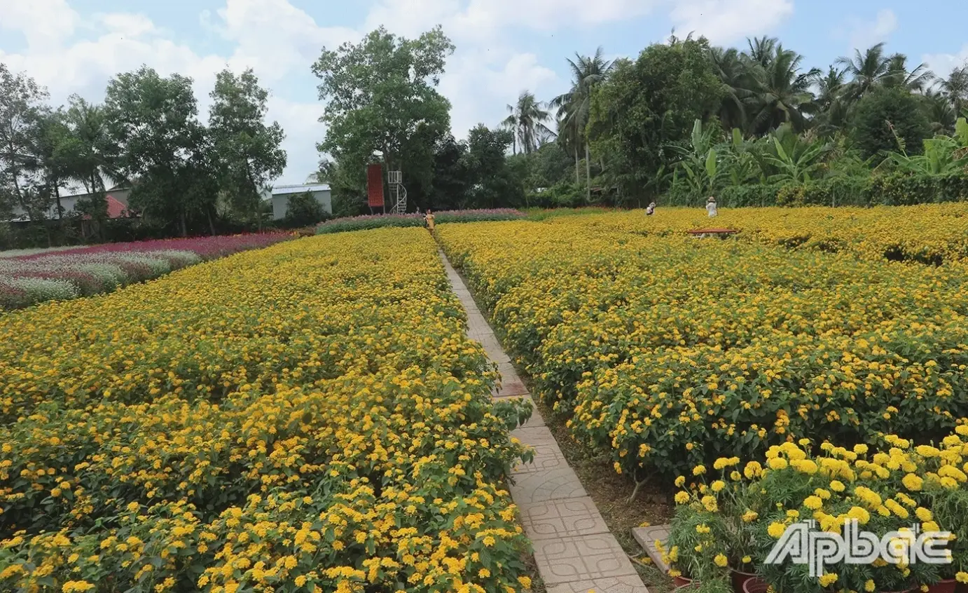 Hình ảnh hoa mãn đình hồng trong vườn quê gợi lên sự yên bình và mộc mạc của nông thôn.