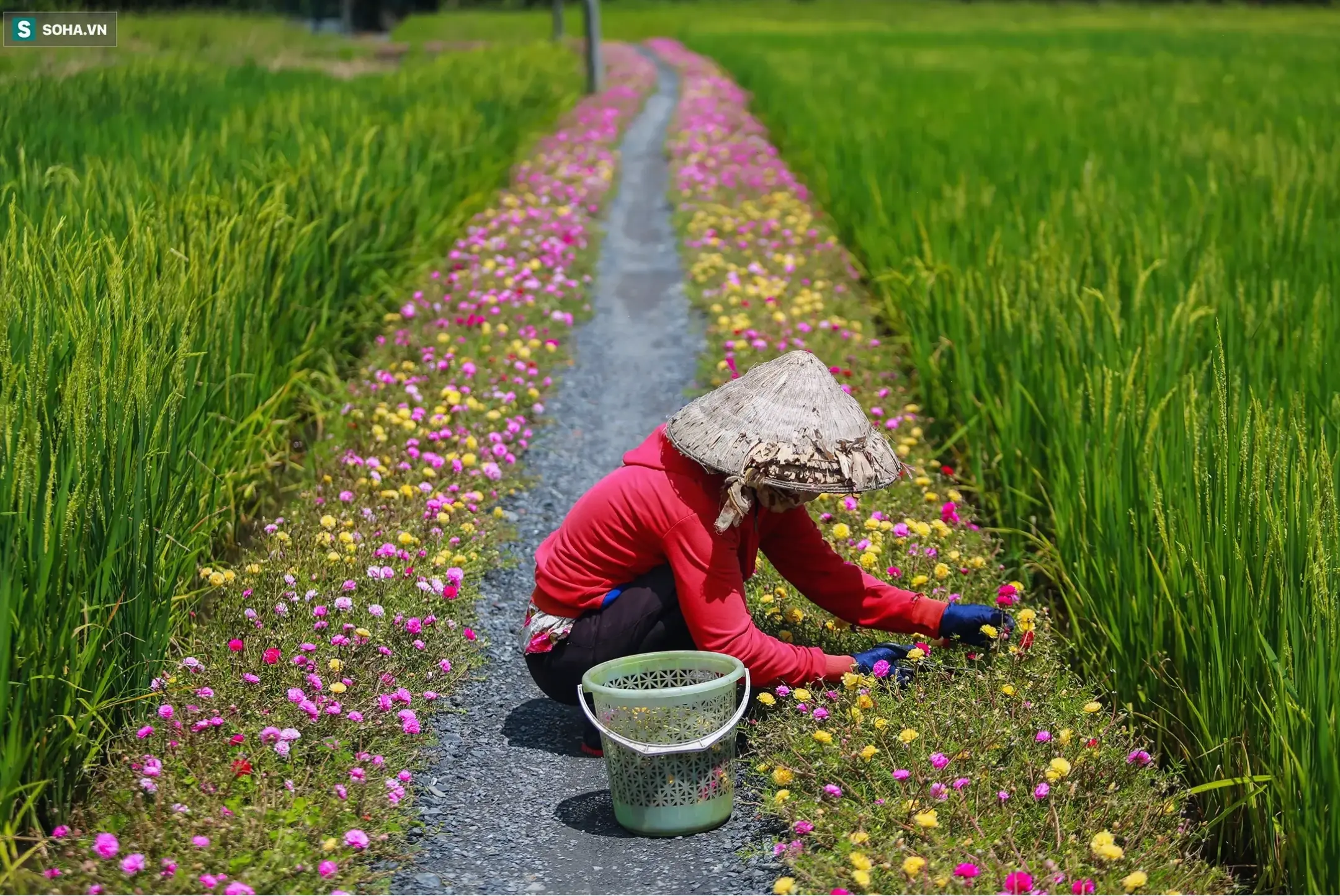 Hình ảnh hoa mười giờ vườn quê gợi nhớ kỷ niệm tuổi thơ, đơn giản mà đầy sức sống và màu sắc thiên nhiên.