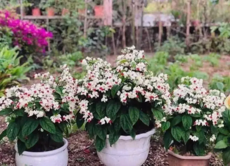 Hình ảnh hoa ngọc nữ lãng mạn, lý tưởng cho những khoảnh khắc tình yêu ngọt ngào.