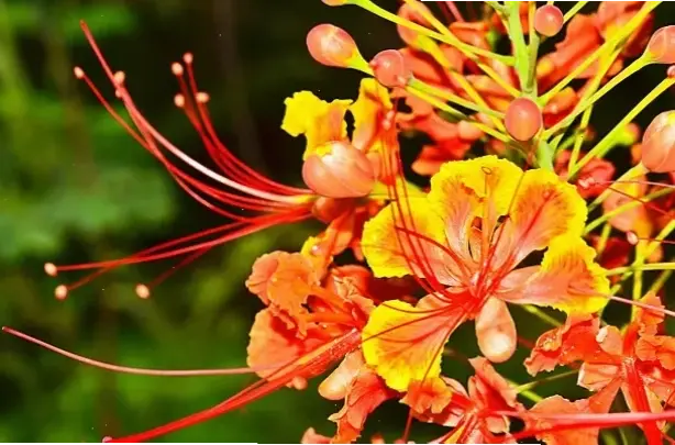 Hình ảnh hoa phượng cận cảnh 4K, chi tiết tinh tế và sống động như thật.