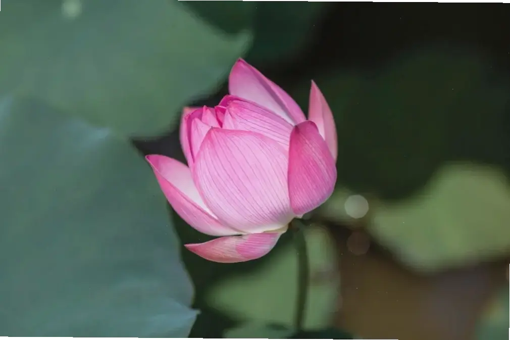 Hình ảnh hoa sen bình dị ở đồng quê, giản đơn mà cuốn hút, gợi nhớ kỷ niệm tuổi thơ êm đềm.