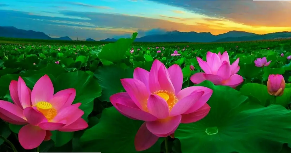 Hình ảnh hoa sen mang đến bình an, giúp tâm hồn thư thái và kết nối với năng lượng tích cực.