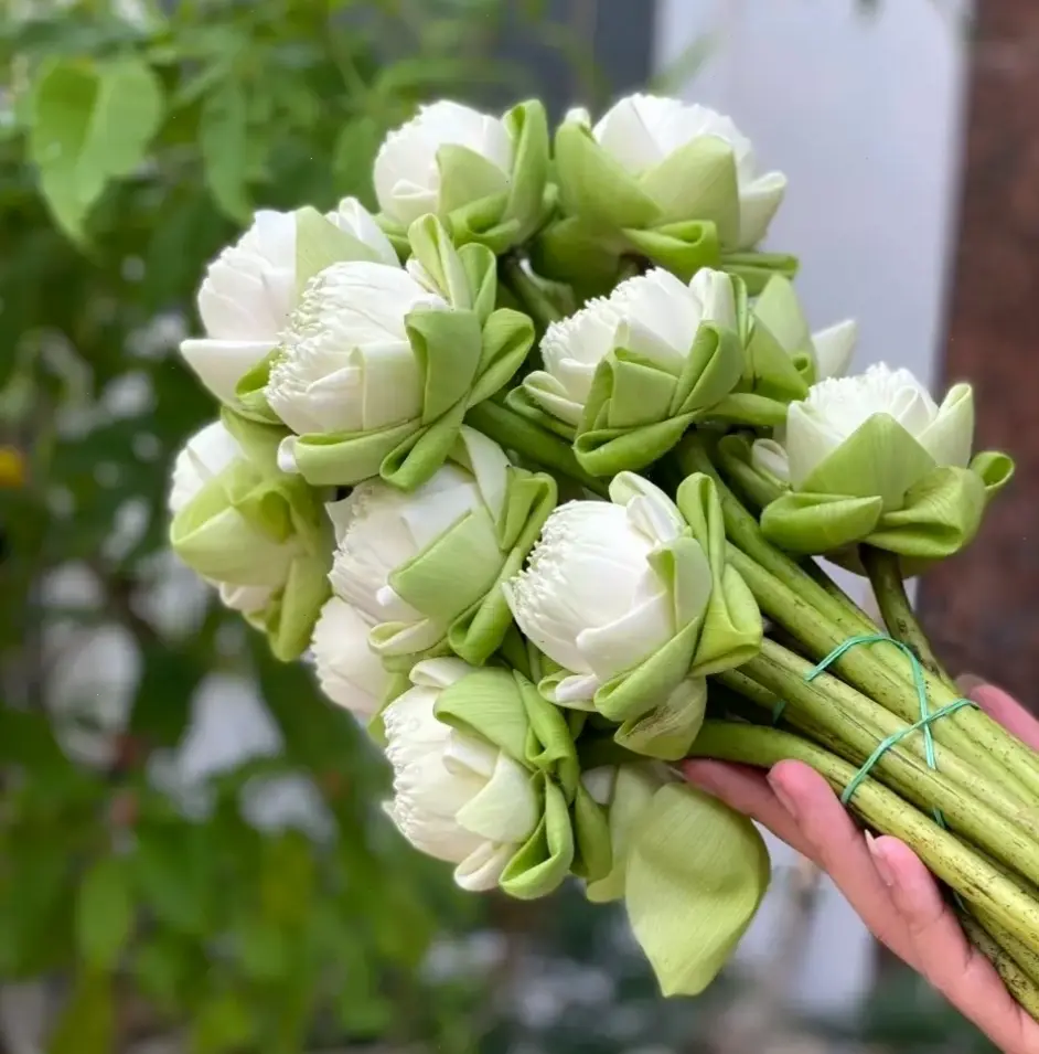 Hình ảnh hoa sen trắng bó hoa mang vẻ đẹp tinh khiết, lý tưởng cho không gian yên bình và thư giãn sâu.
