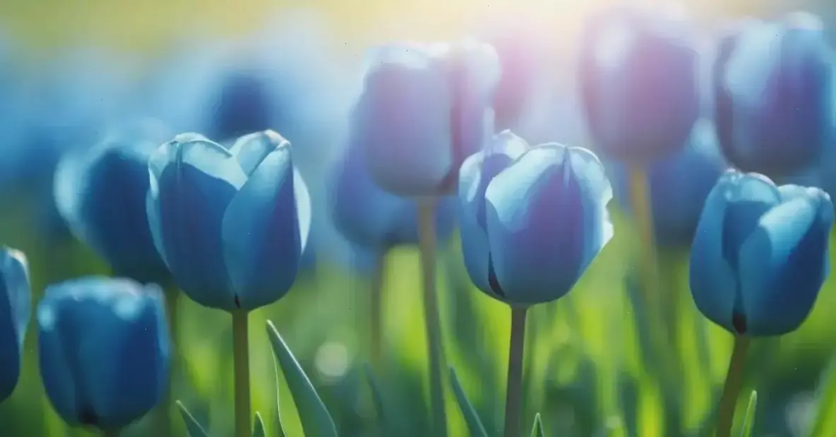 Hình ảnh hoa tulip 4K cận cảnh với chi tiết sắc nét, mang đến trải nghiệm sống động như đang chạm vào từng cánh hoa.