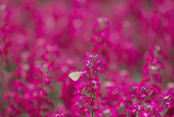 Hình ảnh hoa violet lãng mạn, lý tưởng cho những khoảnh khắc tình yêu ngọt ngào và đầy cảm xúc.