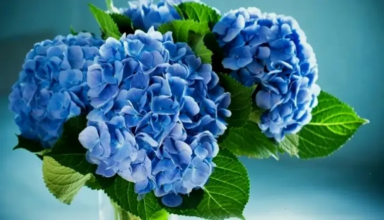 Hình ảnh sắc nét 4K của hoa cẩm tú cầu xanh, mang đến sự tươi mới và sống động như đang chạm vào thiên nhiên.