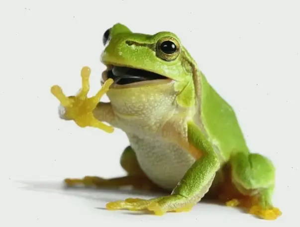 Khám phá vẻ đẹp kỳ diệu của con ếch xanh trong thiên nhiên tươi mát, một sinh vật đáng yêu và bí ẩn của rừng rậm!