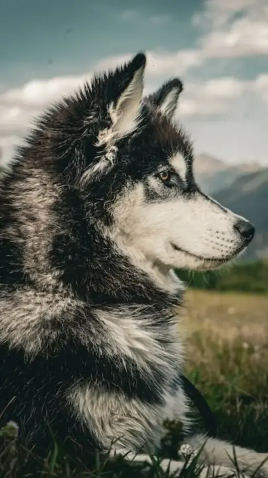 Hình con chó hoạt hình rỗng nền sáng tạo, giúp màn hình bạn nổi bật với thiết kế độc đáo!