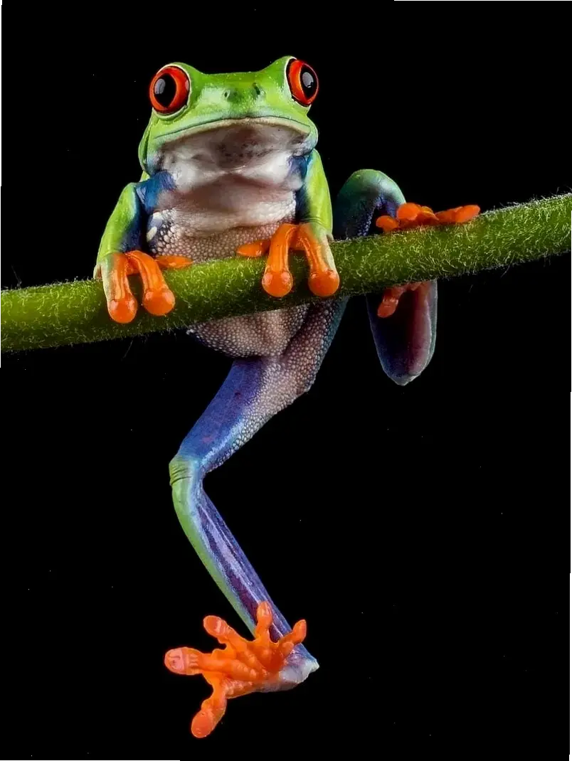 Khám phá vẻ đẹp huyền bí của Hình con ếch đẹp, biểu tượng sống động của thiên nhiên xanh tươi và kỳ diệu!