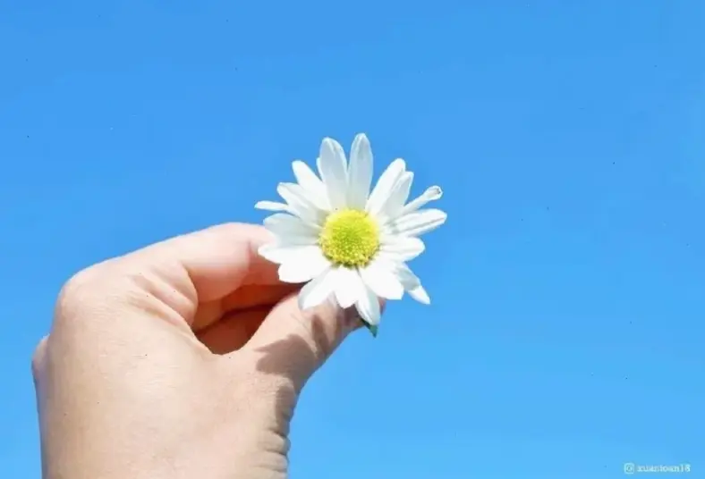 Hình hoa cúc lãng mạn bó hoa, lý tưởng cho những khoảnh khắc tình yêu ngọt ngào và đáng nhớ.