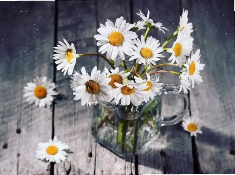 Hình hoa cúc lãng mạn cắm bình, hoàn hảo cho khoảnh khắc tình yêu, với vẻ đẹp dịu dàng và đầy cảm xúc.