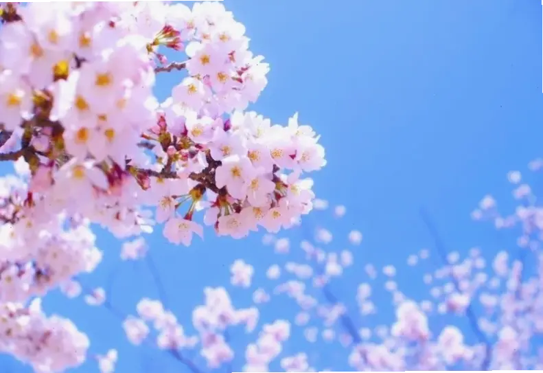 Hình hoa đào lãng mạn bó hoa, tạo nên không gian thơ mộng và quyến rũ cho mọi khoảnh khắc.