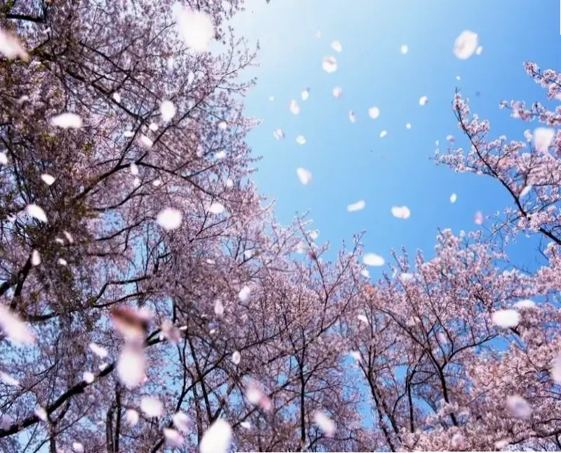 Hình hoa đào lãng mạn, chúc mừng tình yêu và hạnh phúc vĩnh cửu trong mùa xuân.