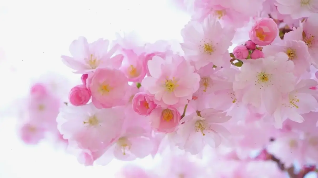 Hình hoa đào Tết đẹp lung linh, tô điểm không gian với sự tươi mới và ấm áp mùa xuân.