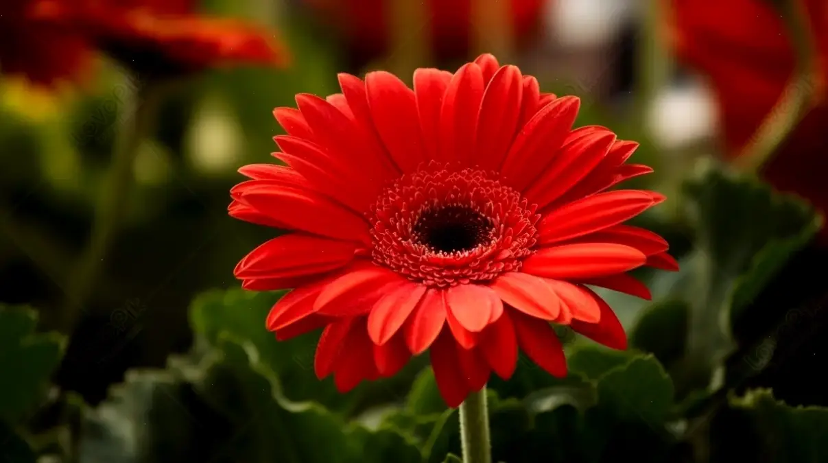 Hình hoa đồng tiền rực rỡ làm sáng bừng ngày cưới, mang năng lượng tích cực và hạnh phúc dâng trào.