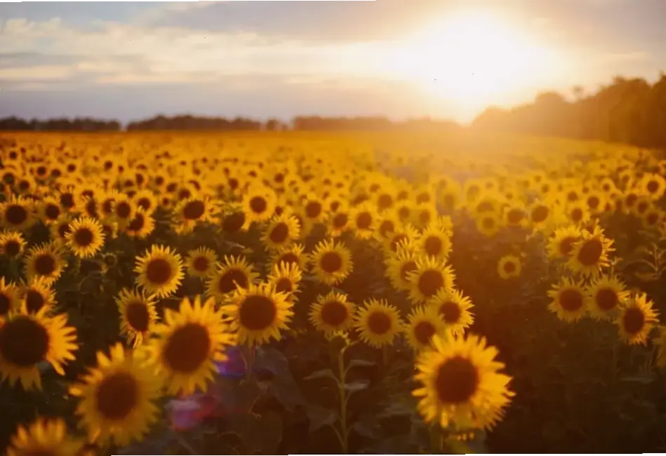Hình hoa hướng dương rực rỡ dưới bình minh, tỏa sáng như mặt trời truyền cảm hứng mạnh mẽ.