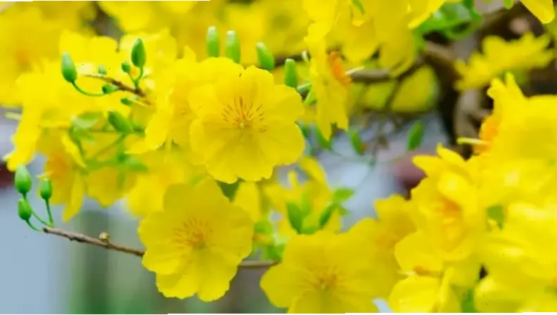 Hình hoa mai rực rỡ biểu tượng sự thịnh vượng, mang năng lượng tích cực cho mùa lễ hội.