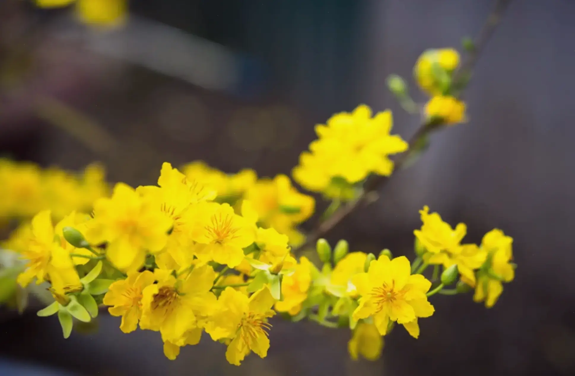 Hình hoa mai rực rỡ cắm bình, ánh vàng ấm áp lan tỏa. Làm mới không gian với vẻ đẹp tự nhiên, mang đến cảm giác tươi vui.