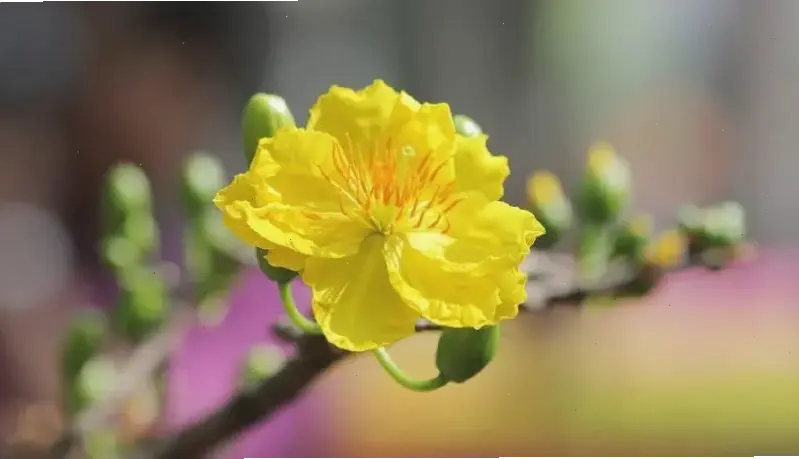 Hình hoa mai rực rỡ nở rộ thể hiện sức sống mãnh liệt, mang màu sắc tươi mới đến mọi không gian.