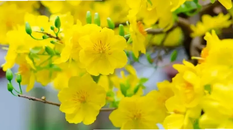 Hình hoa mai rực rỡ sắc vàng, mang lời chúc mừng năm mới sum vầy và thịnh vượng!