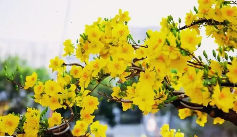 Hình hoa mai rực rỡ thắp sáng ngày cưới, truyền năng lượng tích cực và niềm hạnh phúc vô bờ cho mọi khoảnh khắc.