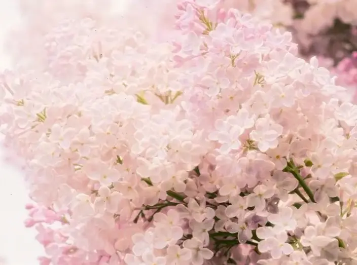 Hình hoa tử đinh hương lãng mạn, gợi lên những khoảnh khắc ngọt ngào và tình yêu bất tận.