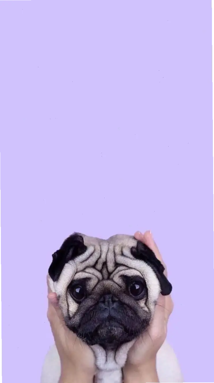 Hình nền 3D desktop hoạt hình chó con sống động, tạo chiều sâu và niềm vui cho không gian làm việc!